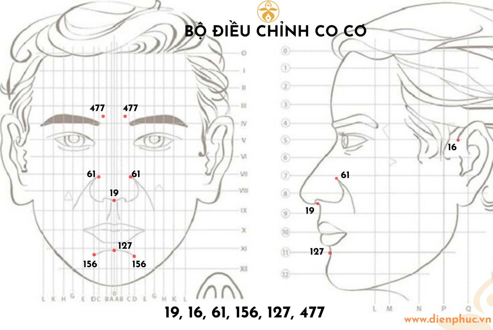 Bộ điều chỉnh co giãn cơ