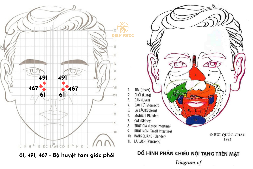 Tam giác phổi diện chẩn